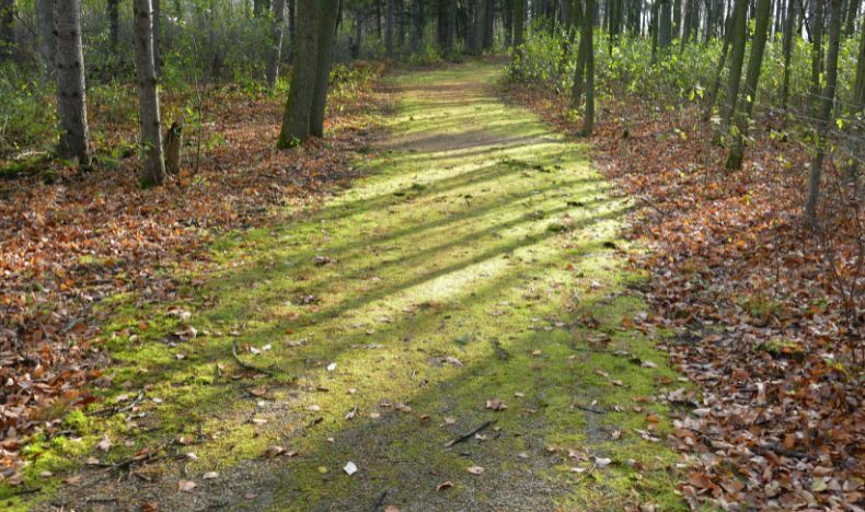 Eating Disorders Long Term