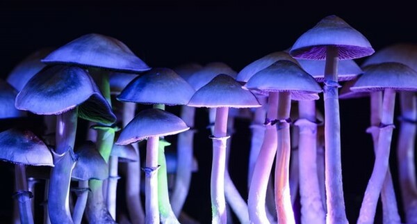 Psilocybin: Could magic mushrooms treat depression and anorexia?