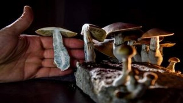 Psilocybin: Could magic mushrooms treat depression and anorexia?